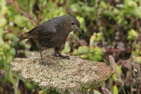 Phoenicurus ochruros